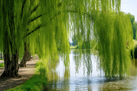 春天的河流湖畔垂柳背景