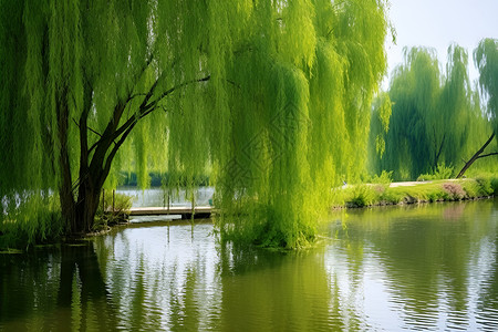 春天的河流柳树下的池塘背景