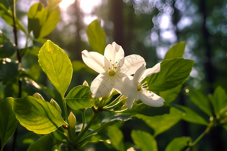 阳光透过树叶洒在白色花朵上背景图片