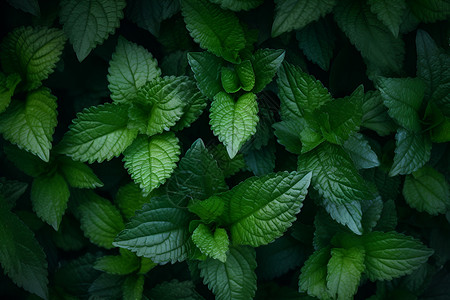 叶片草丰茂的植物叶片背景