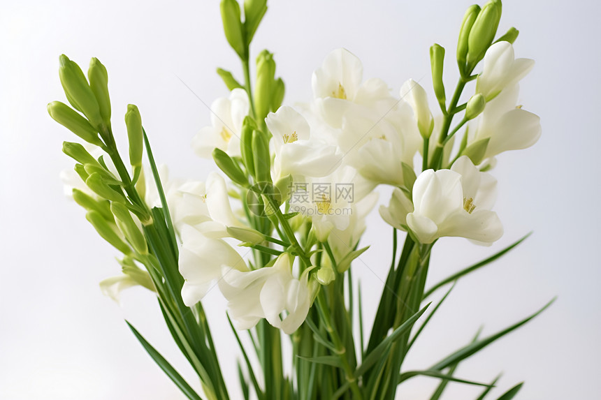 纯白花束图片