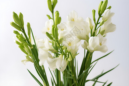 纯白花束背景图片