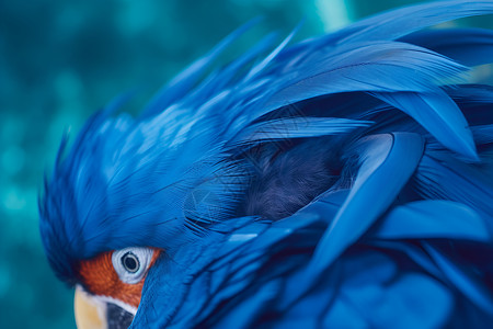 美丽的蓝翠鸟背景图片