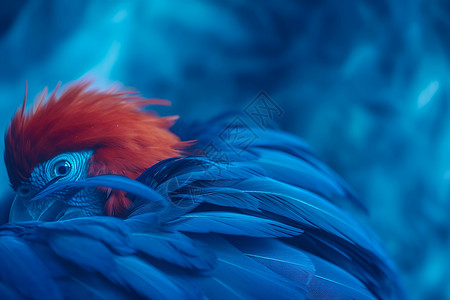 蓝色羽毛的鸟类背景图片