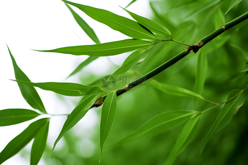 竹叶葱茏图片