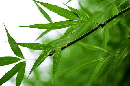 竹叶葱茏绿色葱茏高清图片