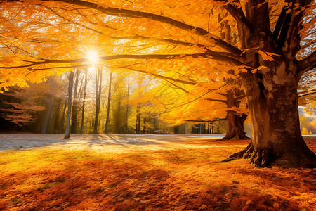 秋日公园的大树背景图片
