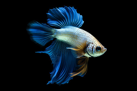 美丽的斗鱼蓝色热带鱼高清图片