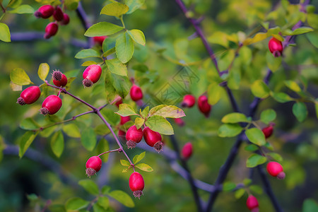 红莓绿叶之树高清图片