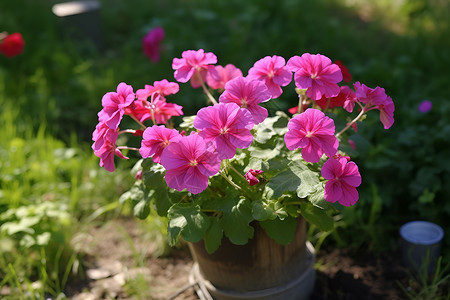 花园中的一盆粉色花朵高清图片