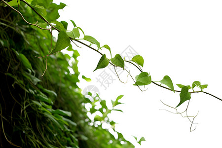 绿叶藤蔓攀爬者背景图片