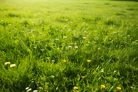浪漫仲夏花海中的一片绿草地背景