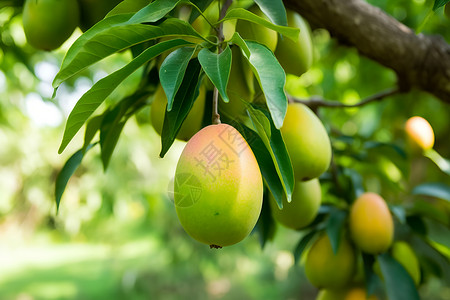 一棵树上的芒果背景图片