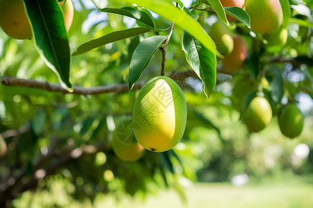 绿色热带果园中的青芒果背景图片