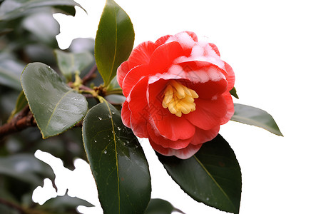 雪中红梅背景图片
