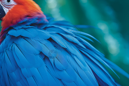 蓝色的彩色鸟背景图片