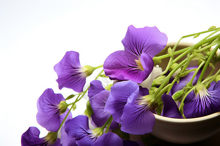 野生紫罗兰花瓶中的紫色花朵背景