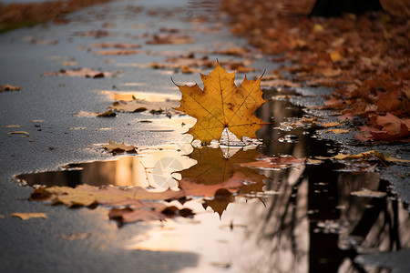 秋日落叶与积水高清图片
