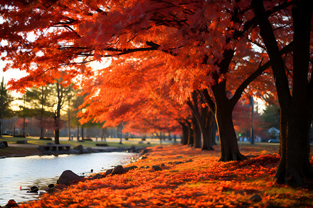 河流旁边铺满落叶背景图片