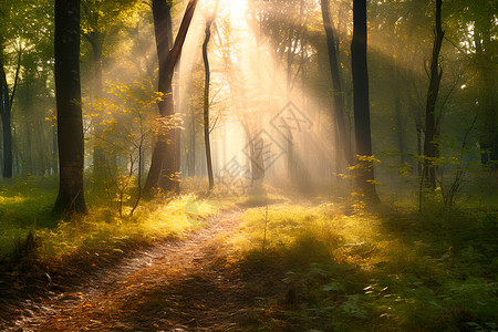 阳光照在森林中背景