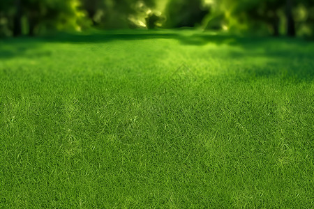 大自然的草地背景图片