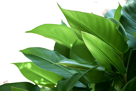 绿色植物与叶子背景图片