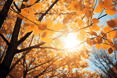 阳光洒落在树叶上背景