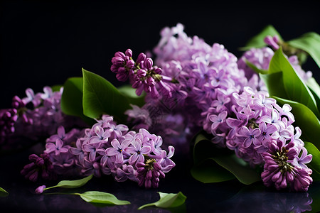 紫色的鲜花背景图片