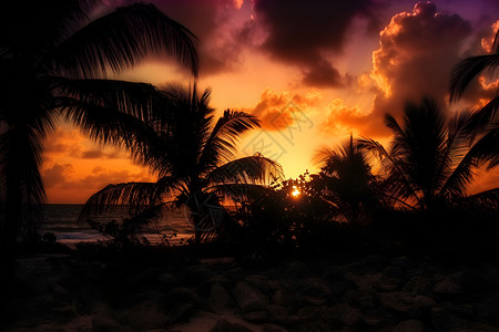 傍晚时的棕榈树背景图片