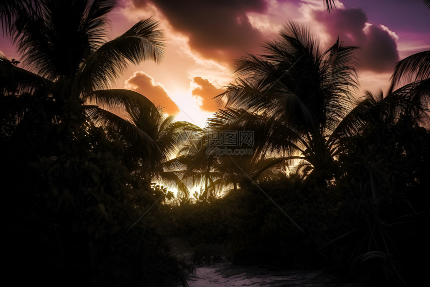 日落时户外的棕榈树图片