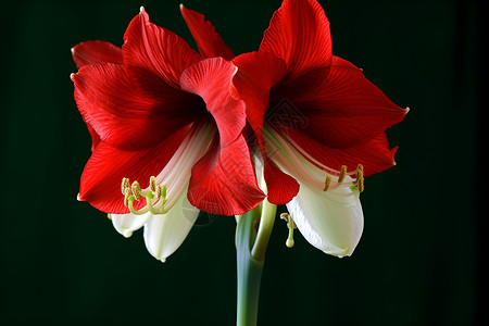 红色的美丽花朵背景图片