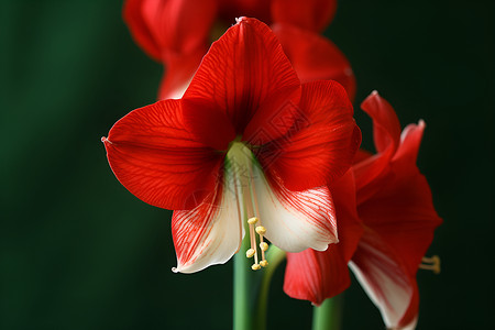 绽放的红色花朵高清图片