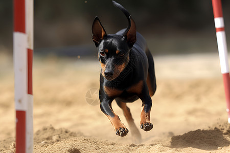 狗在沙地上奔跑背景图片
