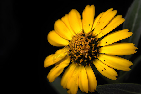 一朵盛开的黄花背景图片