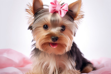 戴着粉色蝴蝶结的小狗背景图片