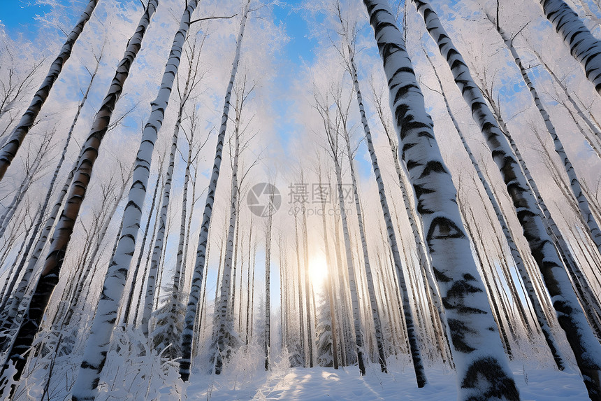 白雪皑皑的森林图片