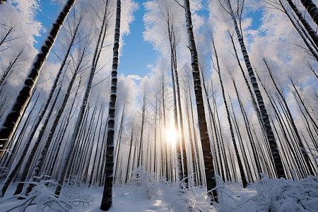 冬天的大树树林中的白雪背景