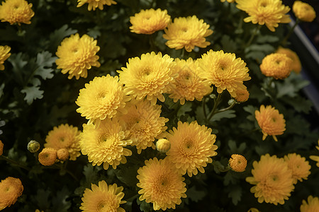 黄色的菊花花瓣高清图片