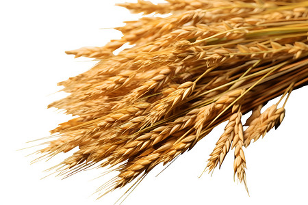农业的谷物麦穗背景图片