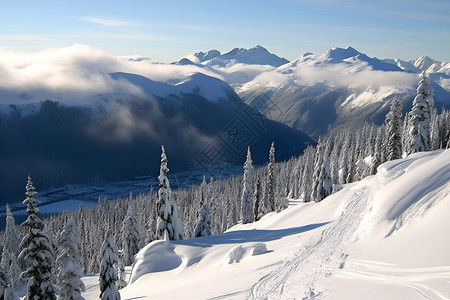 山坡上的雪地和树林背景图片