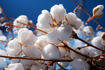 农业的柔软棉花背景图片