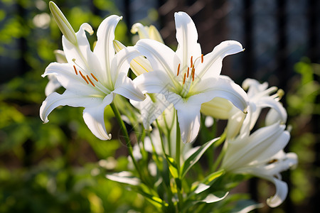 白色的植物百合花背景图片