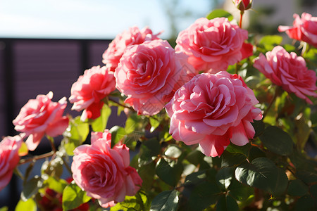 户外漂亮的玫瑰花背景图片