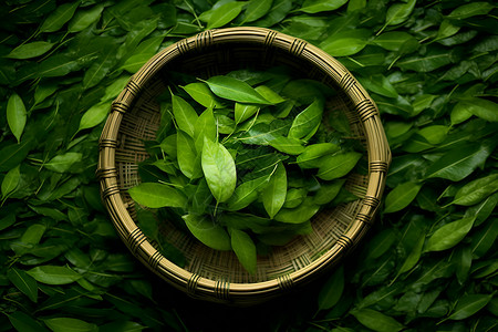 新鲜绿茶背景图片
