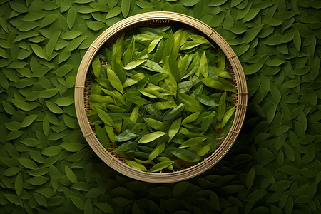 绿茶叶之美茶叶的美素材高清图片