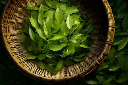 绿色茶叶背景图片