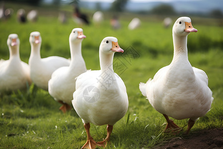 一群鸭子家禽农业大高清图片