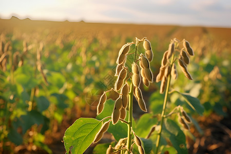 种植大豆成熟的大豆田背景