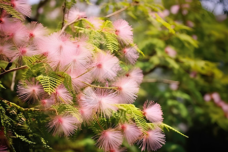 粉色花朵绽放合欢树高清图片