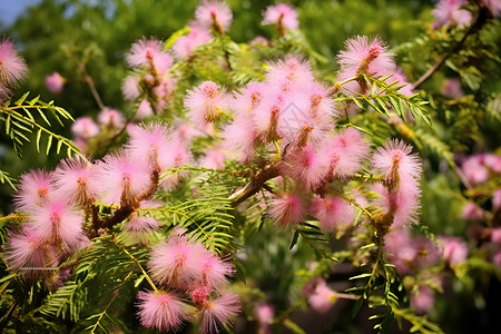 粉色毛绒绒的合欢花粉色花海背景